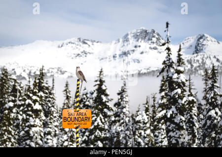 Whisky uccello Jack seduto sulla cima di uno sci in segno di confine con Blackcomb Mountain in background. Foto Stock