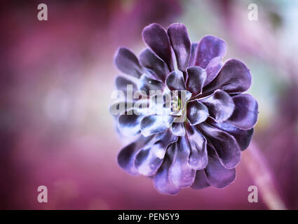 Viola di piante succulente con il fuoco selettivo. Foto Stock