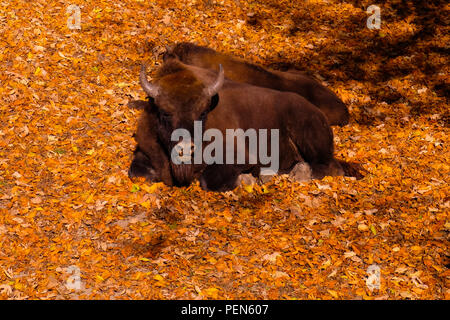 Vista del paesaggio di bisonti giacente su un letto di foglie morte nel parco naturale "Tierpark', a Berna, Svizzera Foto Stock