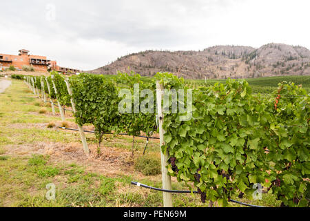 Vino rosso uva che cresce su filari di viti. Foto Stock