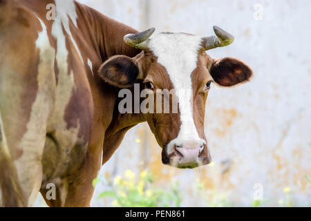 Immagine di un animale cornuto marrone mucca guardò intorno Foto Stock