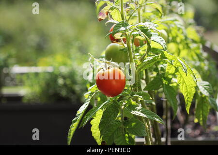 Contenitore verdure giardinaggio. Giardino vegetale su un terrazzo. Erbe aromatiche, pomodori crescere nel contenitore Foto Stock