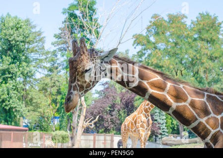 La Giraffa lascia nel zoo di Wroclaw. Due zebre sullo sfondo. Vie laterali Foto Stock