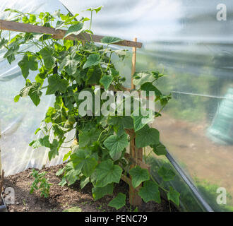 Impianto di cetriolo in crescita in un polytunnel. Foto Stock