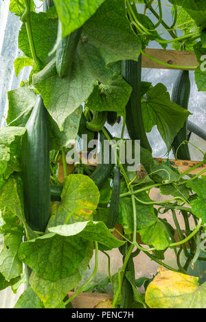 Impianto di cetriolo in crescita in un polytunnel. Foto Stock