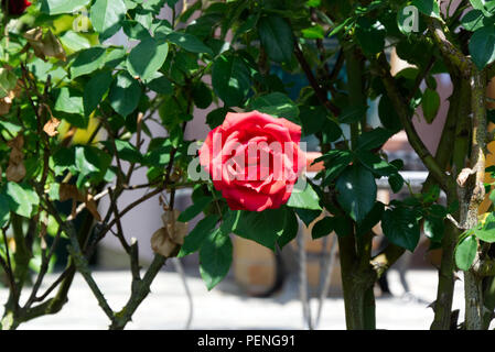 Red Rose blooming sulla bussola - fiori da giardino in estate Foto Stock
