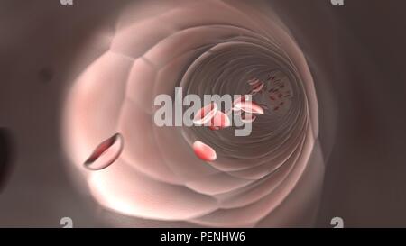 Visualizzazione endoscopica il flusso di globuli rossi del sangue in una vena Foto Stock