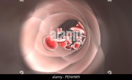 Visualizzazione endoscopica il flusso di globuli rossi del sangue in una vena Foto Stock