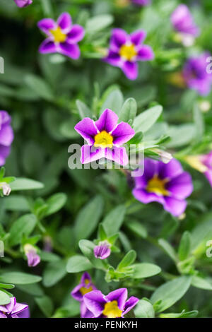 Calibrachoa Starlight fiori blu. Foto Stock