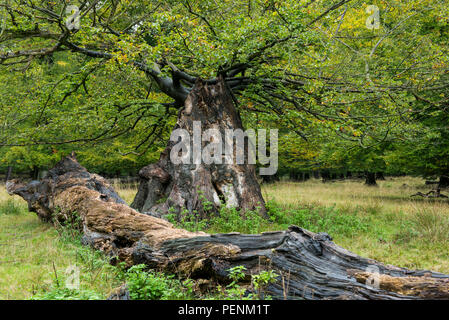 Il vecchio albero di quercia, Copenhagen, Danimarca (Quercus spec.) Foto Stock