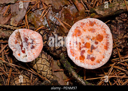 Rosso-dente di succo, (Hydnellum peckii) Foto Stock