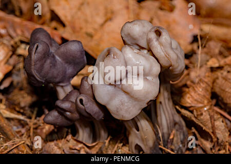 Grigio ardesia sella (Helvella lacunosa) Foto Stock