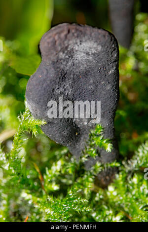 Dead moll le dita, (Xylaria longipes) Foto Stock