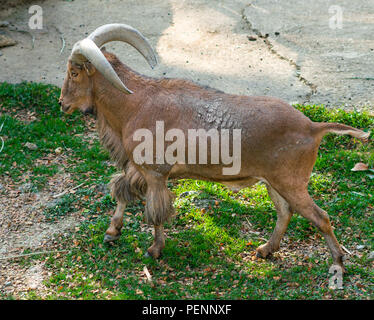 Maschio di mufloni o Ammotragus lervia closeup Foto Stock