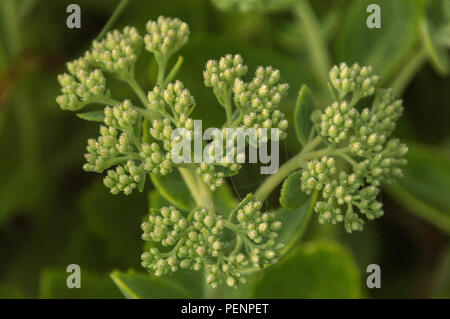 Coperti di rugiada sedum boccioli di fiori abstract closeup in una nebbiosa mattina d'estate Foto Stock