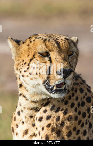 Cheetah guardando la savana in Masai Mara Foto Stock