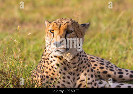 Cheetah giacente nella savana e alla ricerca Foto Stock