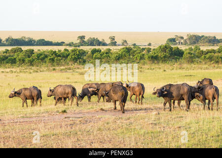 Mandria di bufali africani nella savana Foto Stock