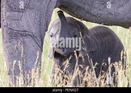 Neonato vitello di elefante a sua madre Foto Stock