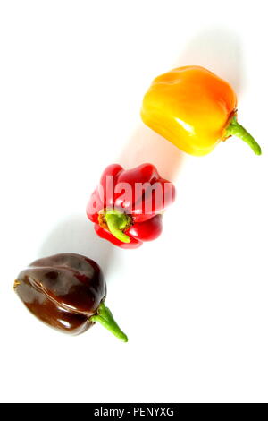 Colorato fresco habanero chili peppers isolato su uno sfondo bianco con i colori nazionali della Germania nero oro rosso Foto Stock