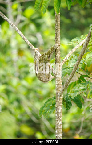 Il bradipo, Tiskita Rain Forest, Costa Rica Foto Stock