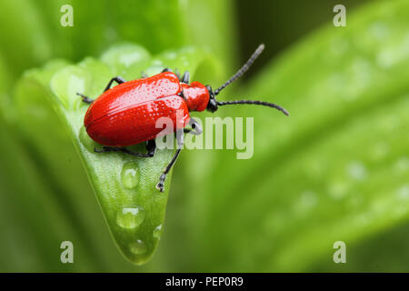 Vista dettagliata del giglio rosso beetle (Lilioceris lilii) dopo la pioggia in giardino Foto Stock