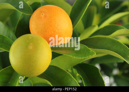 Kumquat frutti su un kumquat tree (citrus japonica) Foto Stock