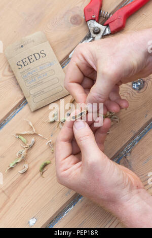 Lathyrus belinensis 'Goldmine'. Risparmio di giardiniere Belin i semi di pisello con pacchetti di semi e baccelli su uno sfondo di legno Foto Stock