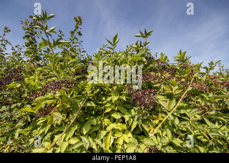 Bacche di sambuco (Sambucus) in una siepe Foto Stock