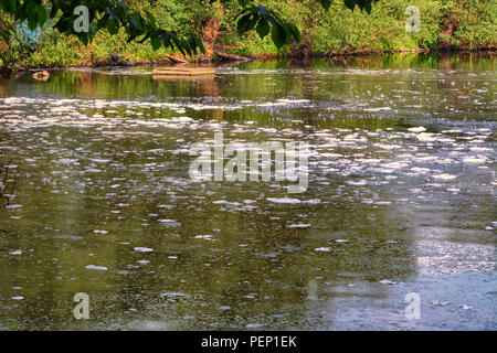 Acqua con schiuma da detergenti in un fiume Foto Stock