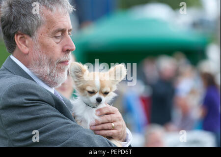 Llanelwedd, Powys, Regno Unito. Il 17 agosto 2018. I chihuahua attendere per il loro caso per iniziare il primo giorno del Welsh Kennel Club Dog Show tenutosi presso il Royal Welsh Showground, Llanelwedd in Powys, Wales, Regno Unito. © Graham M. Lawrence/Alamy Live News. Foto Stock