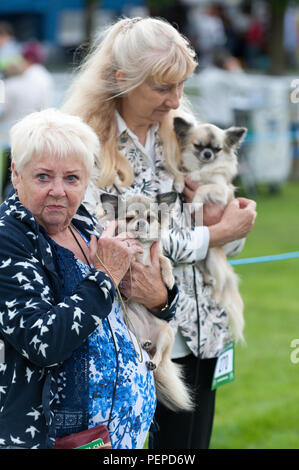 Llanelwedd, Powys, Regno Unito. Il 17 agosto 2018. I chihuahua attendere per il loro caso per iniziare il primo giorno del Welsh Kennel Club Dog Show tenutosi presso il Royal Welsh Showground, Llanelwedd in Powys, Wales, Regno Unito. © Graham M. Lawrence/Alamy Live News. Foto Stock