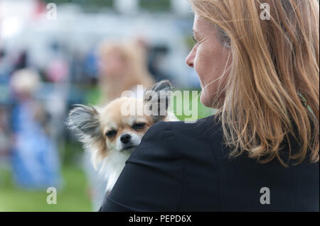 Llanelwedd, Powys, Regno Unito. Il 17 agosto 2018. I chihuahua attendere per il loro caso per iniziare il primo giorno del Welsh Kennel Club Dog Show tenutosi presso il Royal Welsh Showground, Llanelwedd in Powys, Wales, Regno Unito. © Graham M. Lawrence/Alamy Live News. Foto Stock