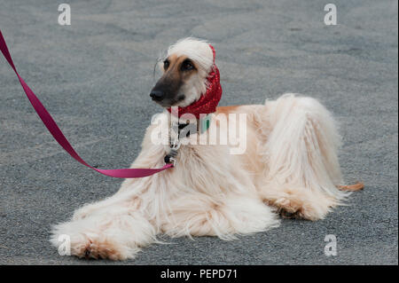 Llanelwedd, Powys, Regno Unito. Il 17 agosto 2018. Afghan Hounds attendere per il loro caso per iniziare il primo giorno del Welsh Kennel Club Dog Show tenutosi presso il Royal Welsh Showground, Llanelwedd in Powys, Wales, Regno Unito. © Graham M. Lawrence/Alamy Live News. Foto Stock