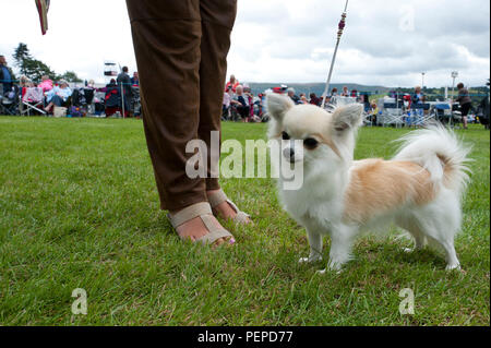 Llanelwedd, Powys, Regno Unito. Il 17 agosto 2018. I chihuahua attendere per il loro caso per iniziare il primo giorno del Welsh Kennel Club Dog Show tenutosi presso il Royal Welsh Showground, Llanelwedd in Powys, Wales, Regno Unito. © Graham M. Lawrence/Alamy Live News. Foto Stock