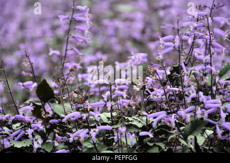 Plectranthus Mona Lavanda fiori nel giardino Foto Stock