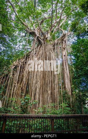 Curtain Fig Tree National Park in Queensland, Australia Foto Stock
