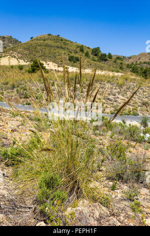 Macrochloa tenacissima, esparto erba che cresce nella campagna dell'Andalusia, Spagna Foto Stock