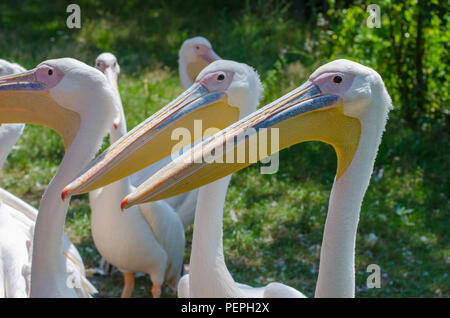Grande pellicani bianchi in Zoo ad estate giornata di sole Foto Stock