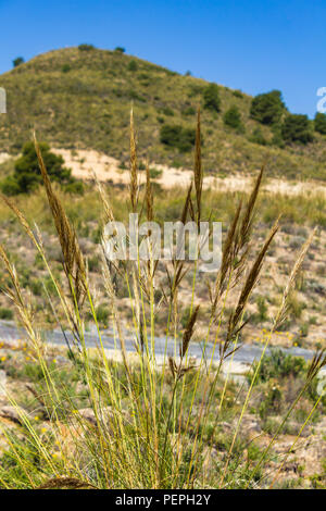 Macrochloa tenacissima, esparto erba che cresce nella campagna dell'Andalusia, Spagna Foto Stock