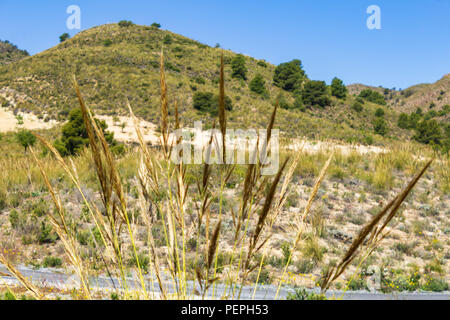 Macrochloa tenacissima, esparto erba che cresce nella campagna dell'Andalusia, Spagna Foto Stock