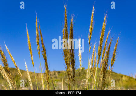 Macrochloa tenacissima, erba esparte coltivata nella campagna andalusa Foto Stock