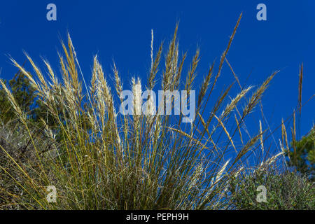 Macrochloa tenacissima, esparte Grass cresce nella campagna andalusa Spagna Foto Stock