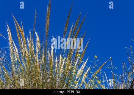 Macrochloa tenacissima, esparte Grass cresce nella campagna andalusa Spagna Foto Stock