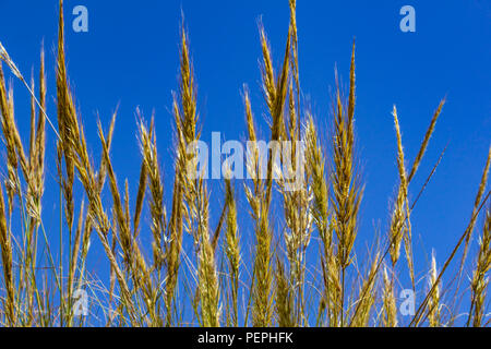 Macrochloa tenacissima, esparte Grass cresce nella campagna andalusa Spagna Foto Stock