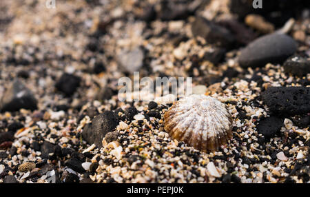 Seashell con roccia vulcanica nera su sfondo Lanzarote spiaggia con spazio di copia Foto Stock