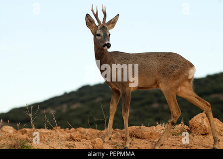 Il capriolo Capreolus capreolus Foto Stock