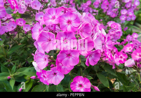 Phlox paniculata 'famoso luce viola', una luce viola phlox fiore che sboccia in estate (agosto) nel West Sussex, in Inghilterra, Regno Unito. Foto Stock