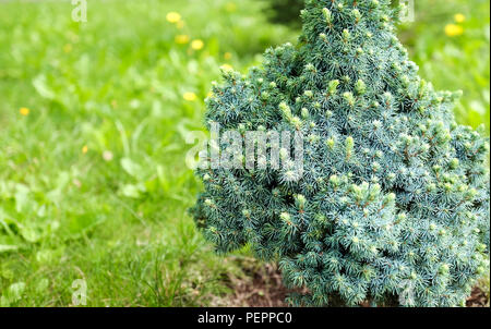 Boccola di ginepro close-up. Sfondo con rami di ginepro alberi che crescono nel Parco. Su uno sfondo di erba Foto Stock