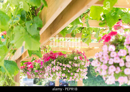 Cestelli in appeso un giardino fiorito in una giornata di sole. Foto Stock